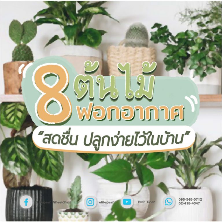 Read more about the article 8 ต้นไม้ฟอกอากาศให้สดชื่น…ปลูกง่ายไว้ในบ้าน