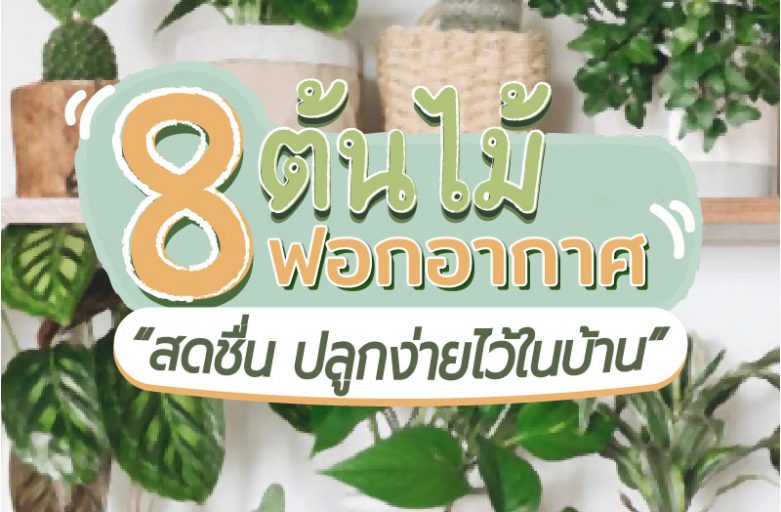 8 ต้นไม้ฟอกอากาศให้สดชื่น…ปลูกง่ายไว้ในบ้าน