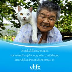 Read more about the article “มิตรภาพ ความรัก” ของคุณยายและเจ้าเหมียว…